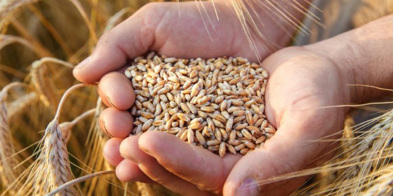 Tahıl Koridoru Anlaşması 120 gün uzatıldı