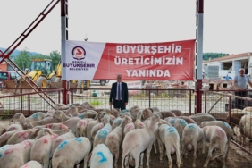 Denizli'de damızlık koç ve teke dağıtımı başladı