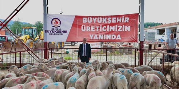Denizli’de damızlık koç ve teke dağıtımı başladı