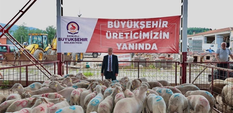 Denizli'de damızlık koç ve teke dağıtımı başladı